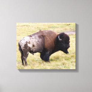 Dusty Bison Bull im Yellowstone Park Leinwanddruck
