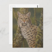 "Dusty" Bobcat Postkarte (Vorne/Hinten)