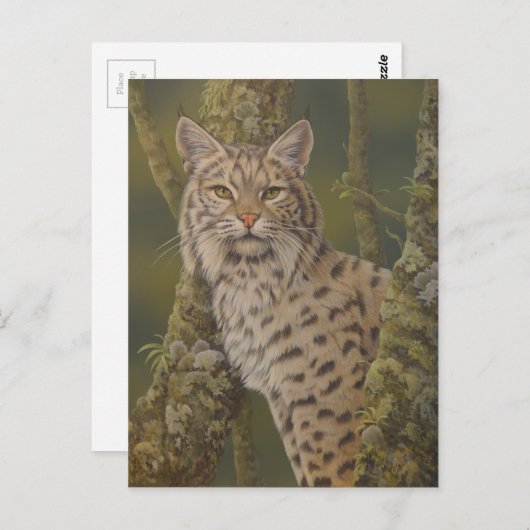 "Dusty" Bobcat Postkarte (Vorne/Hinten)