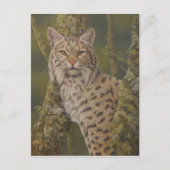 "Dusty" Bobcat Postkarte (Vorderseite)