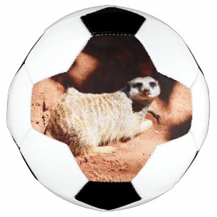 Dusty Entdeckungen: Meerkat mit Dirt an der Nase Fußball