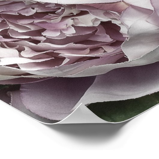 Dusty Pink Peony Bouquet Poster (Ecke)