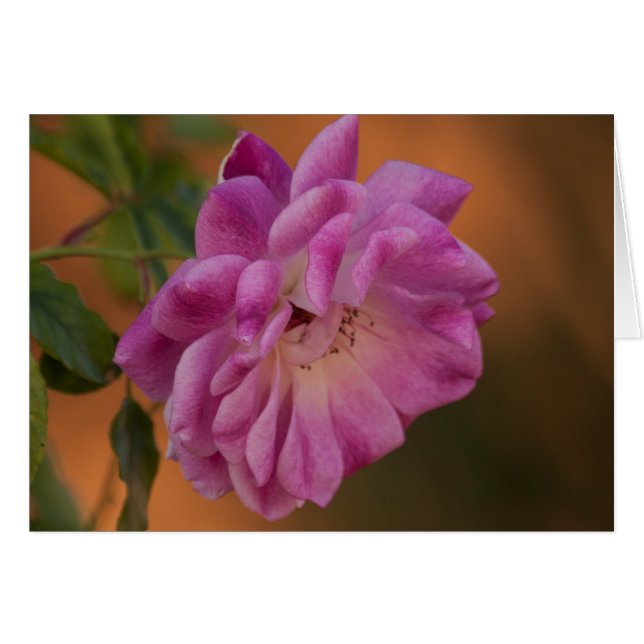Dusty Pink Rose (Vorderseite (Horizontal))