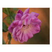 Dusty Pink Rose Fotodruck (Vorne)