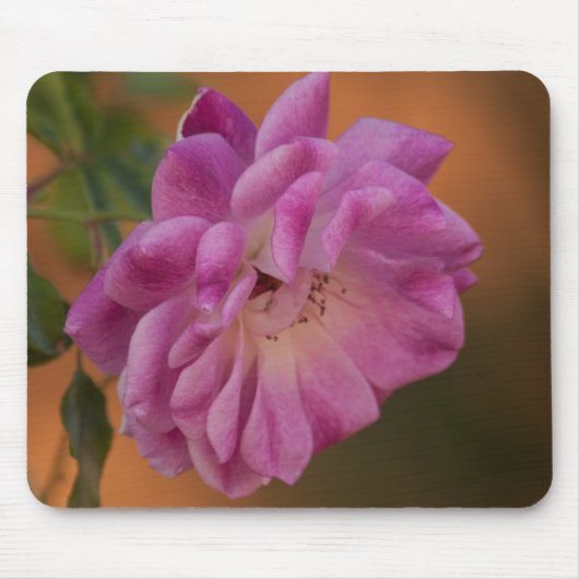 Dusty Pink Rose Mousepad (Vorne)