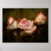 Dusty Rose Stretch Poster drucken (Vorne)