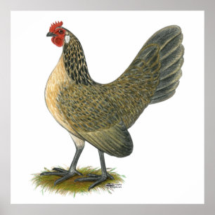Dutch Bantam: Blue Quail Hen Poster