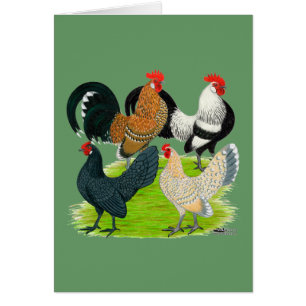 Dutch Bantam Quartett