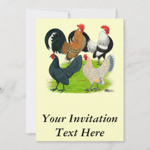 Dutch Bantam Quartett Einladung