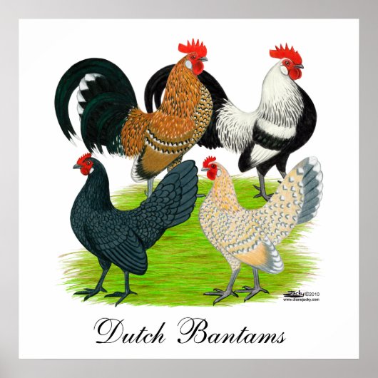 Dutch Bantam Quartett Poster (Vorne)