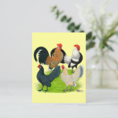 Dutch Bantam Quartett Postkarte (Stehend Vorderseite)