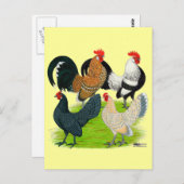 Dutch Bantam Quartett Postkarte (Vorne/Hinten)