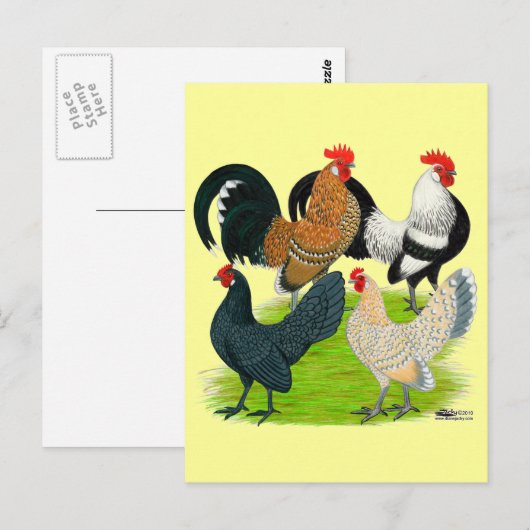Dutch Bantam Quartett Postkarte (Vorne/Hinten)