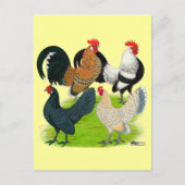 Dutch Bantam Quartett Postkarte (Vorderseite)
