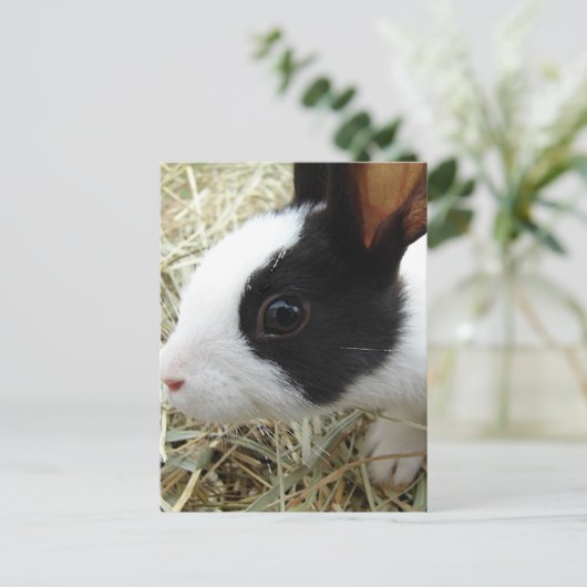 Dutch Bunny Postkarte (Stehend Vorderseite)