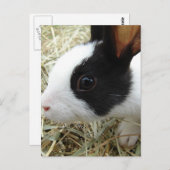 Dutch Bunny Postkarte (Vorne/Hinten)