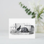 Dutch Bunny Postkarte (Stehend Vorderseite)