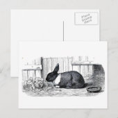 Dutch Bunny Postkarte (Vorne/Hinten)