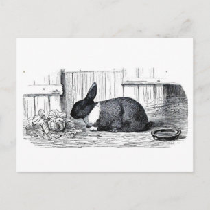 Dutch Bunny Postkarte