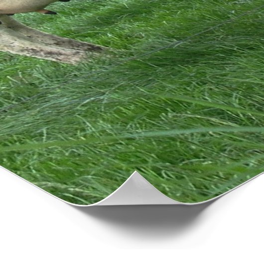 Dutch Dairy Cows Poster Print Geschenke (Ecke)