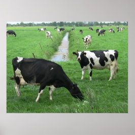 Dutch Dairy Cows Poster Print Geschenke