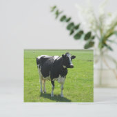 Dutch Frisian cow in green meadow Postkarte (Stehend Vorderseite)