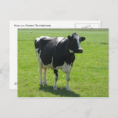 Dutch Frisian cow in green meadow Postkarte (Vorne/Hinten)