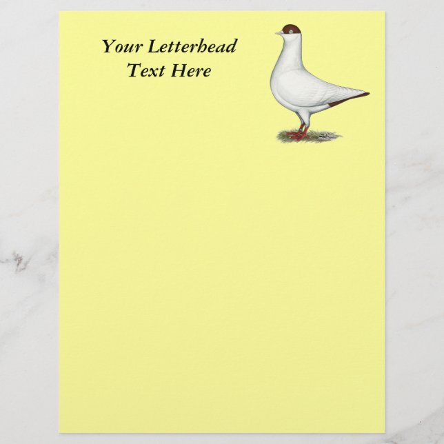Dutch Helmet Pigeon (Vorderseite)