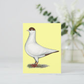 Dutch Helmet Pigeon Postkarte (Stehend Vorderseite)