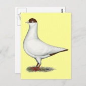 Dutch Helmet Pigeon Postkarte (Vorne/Hinten)