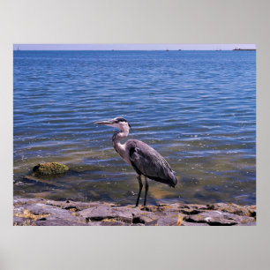 Dutch Heron Poster