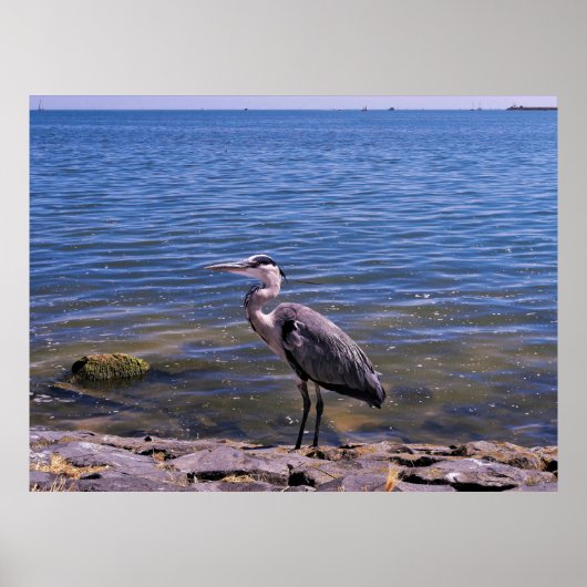 Dutch Heron Poster (Vorne)