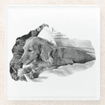 Dutch Hound Resting – Graphic Coaster