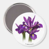 Dutch Iris Lila Sensation Magnet (Vorderseite/Rückseite)