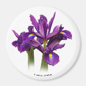 Dutch Iris Lila Sensation Magnet (Vorne)