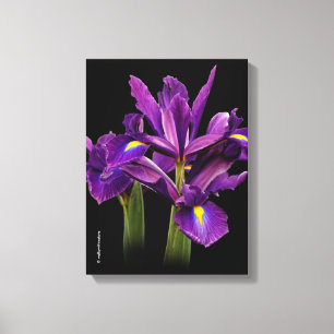 Dutch Iris Purple Sensation Leinwanddruck