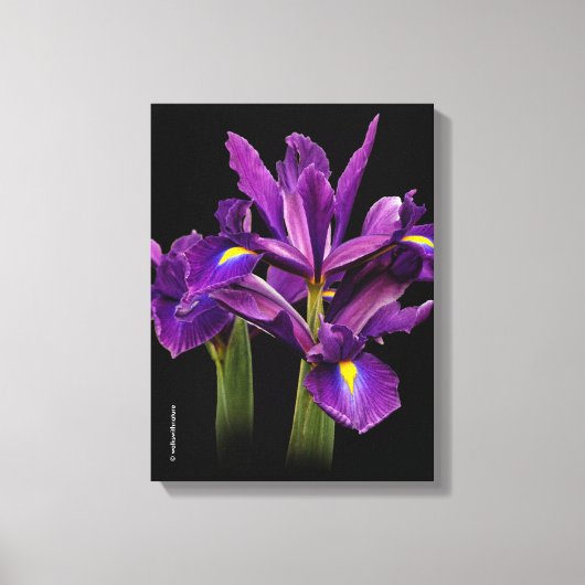 Dutch Iris Purple Sensation Leinwanddruck (Vorderseite)