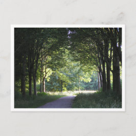 Dutch Salland Region Westerveldse Bos Forest Postkarte