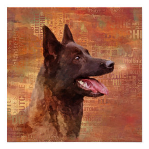 Dutch Shepherd - Niederländische Illustration Poster
