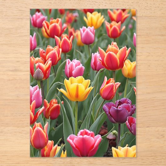 Dutch Tulips Acryleinladungen (Vorderseite)