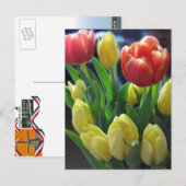 Dutch Tulips Postcard Postkarte (Vorne/Hinten)