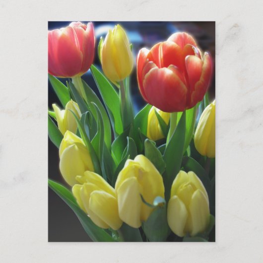 Dutch Tulips Postcard Postkarte (Vorderseite)