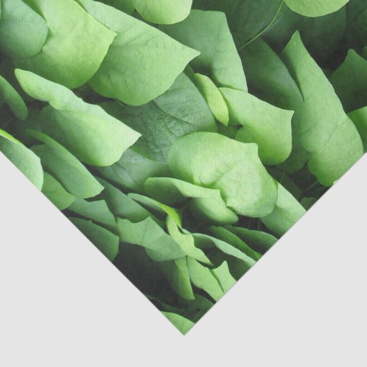 Dutchman's Pipe Green Foliage Seidenpapier (Ausschnitt)