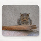 Dutzende Tigerkatze Mousepad (Vorne)