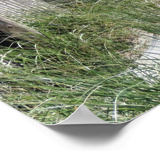 Duxbury Beach Poster (Ecke)