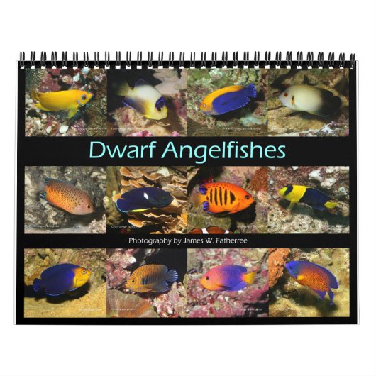 Dwarf Angelfish Wall Kalender von J.W. Vater. (Titelbild)