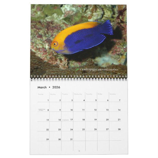 Dwarf Angelfish Wall Kalender von J.W. Vater. (Mär 2026)