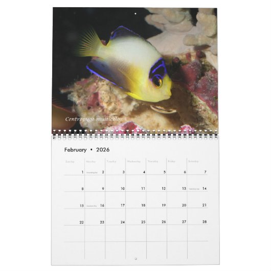 Dwarf Angelfish Wall Kalender von J.W. Vater. (Feb 2026)