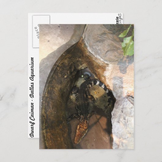 Dwarf Caiman Postkarte (Vorne/Hinten)