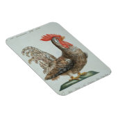 Dwarf Cockerel, c.1767-76 (handfarbene Gravur) Magnet (Rechte Seite)